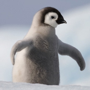 Cutest Penguin